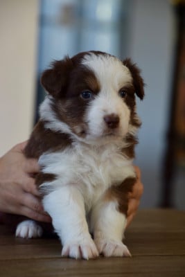 Les chiots de Berger Australien