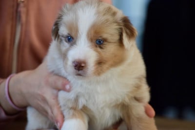 Les chiots de Berger Australien