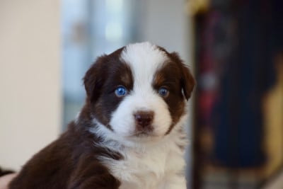Les chiots de Berger Australien