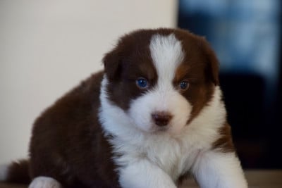 Les chiots de Berger Australien