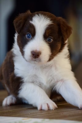 Les chiots de Berger Australien