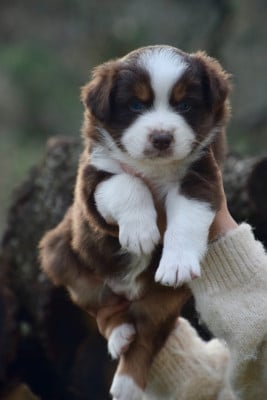 Les chiots de Berger Australien