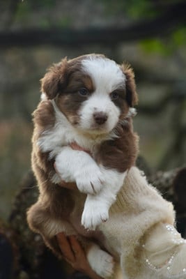 Les chiots de Berger Australien