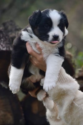 Les chiots de Berger Australien