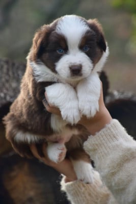Les chiots de Berger Australien