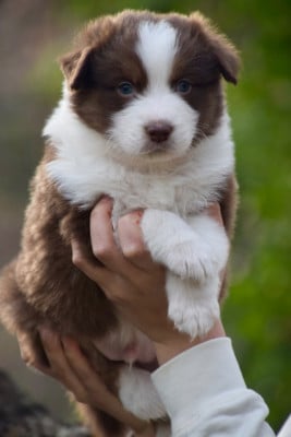 Les chiots de Berger Australien
