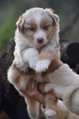 Les chiots de Berger Australien