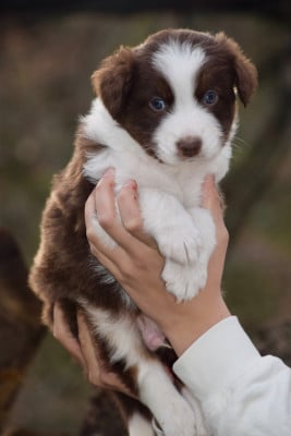 Les chiots de Berger Australien