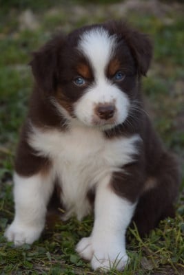 Les chiots de Berger Australien