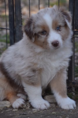 Les chiots de Berger Australien