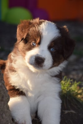 Les chiots de Berger Australien