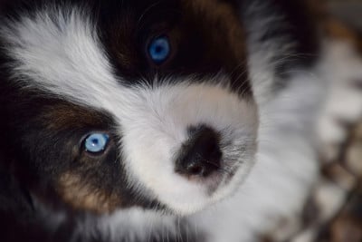 Les chiots de Berger Australien