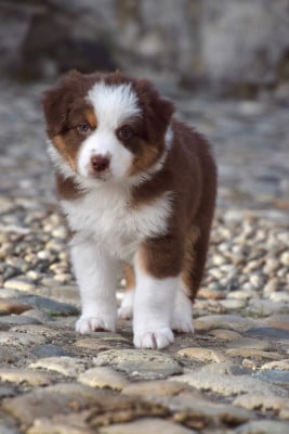 Les chiots de Berger Australien
