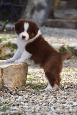 Les chiots de Berger Australien