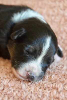 Les chiots de Berger Australien