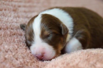 Les chiots de Berger Australien