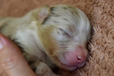 Les chiots de Berger Australien