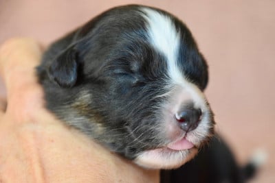 Les chiots de Berger Australien