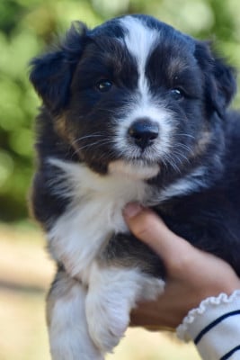 Les chiots de Berger Australien