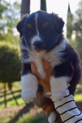 Les chiots de Berger Australien