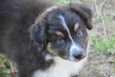 Les chiots de Berger Australien
