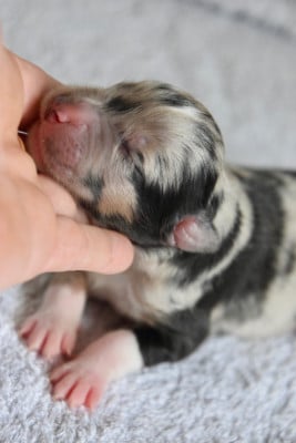 Les chiots de Berger Australien