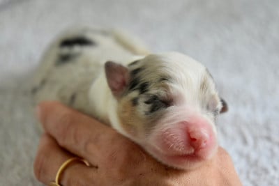 Les chiots de Berger Australien