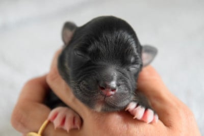 Les chiots de Berger Australien