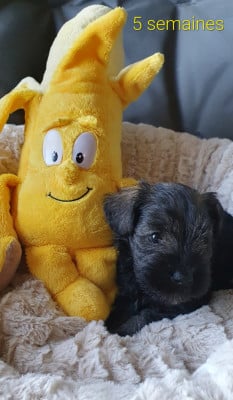 Les chiots de Schnauzer miniature