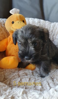 Les chiots de Schnauzer miniature