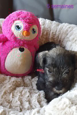 Les chiots de Schnauzer miniature