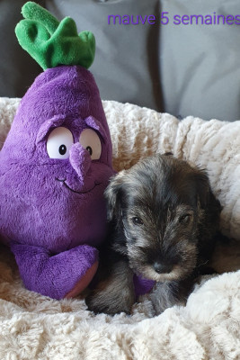 Les chiots de Schnauzer miniature