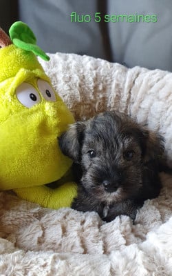 Les chiots de Schnauzer miniature