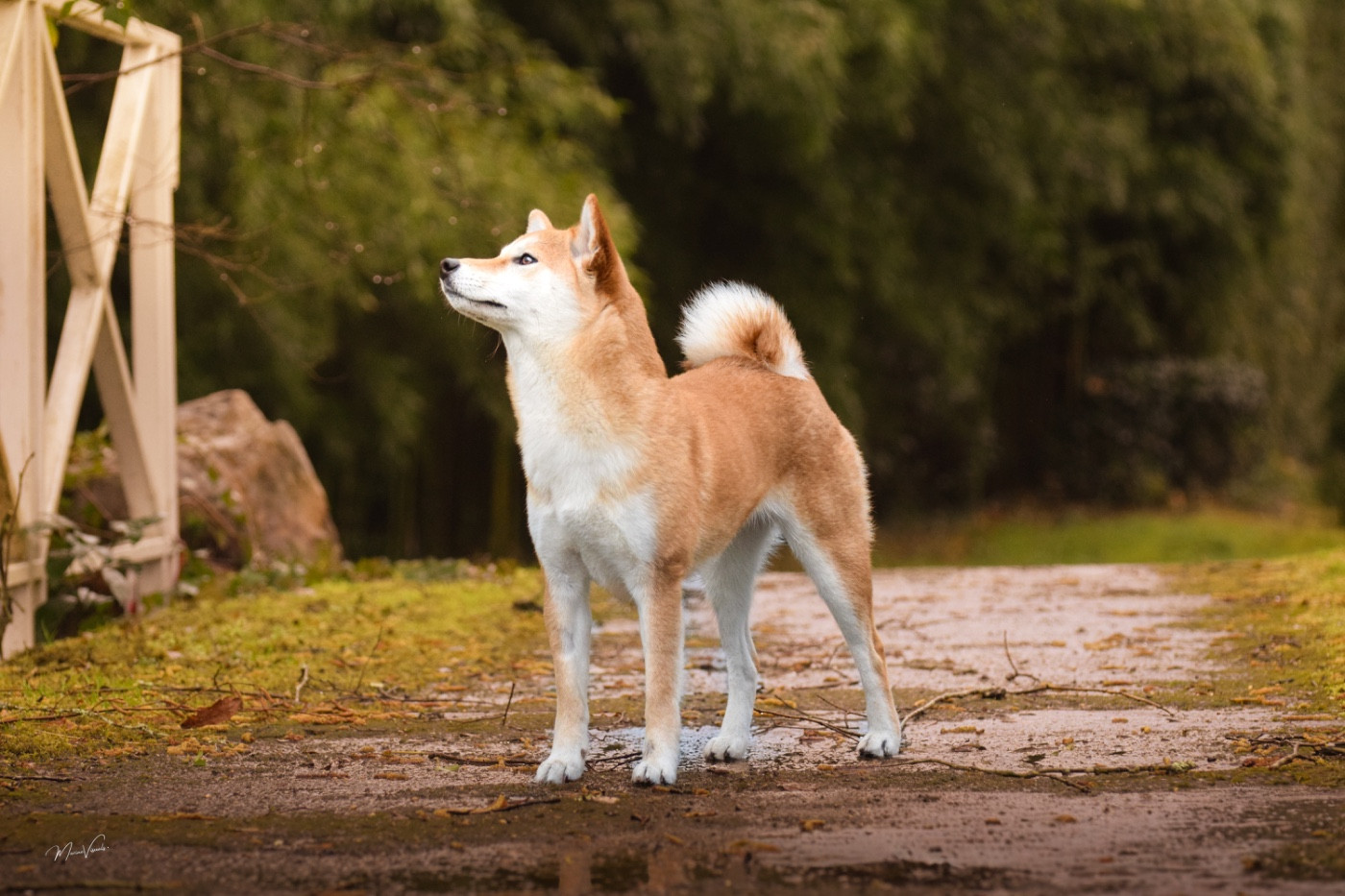 Via Go Gin No Tamashii