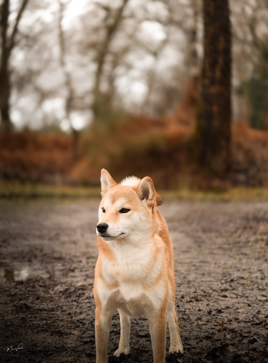 Via Go Gin No Tamashii - EXCELLENT NC + CONFIRMATION