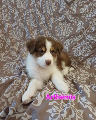 Les chiots de Berger Australien