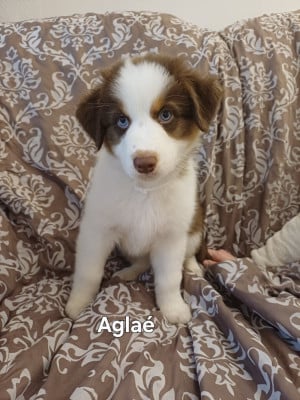 Les chiots de Berger Australien