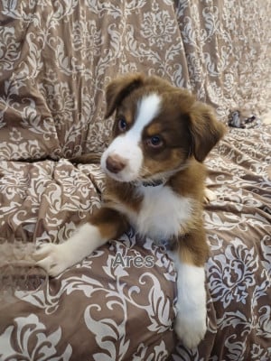 Les chiots de Berger Australien