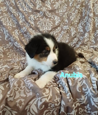 Les chiots de Berger Australien