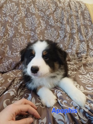 Les chiots de Berger Australien