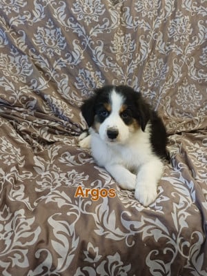 Les chiots de Berger Australien