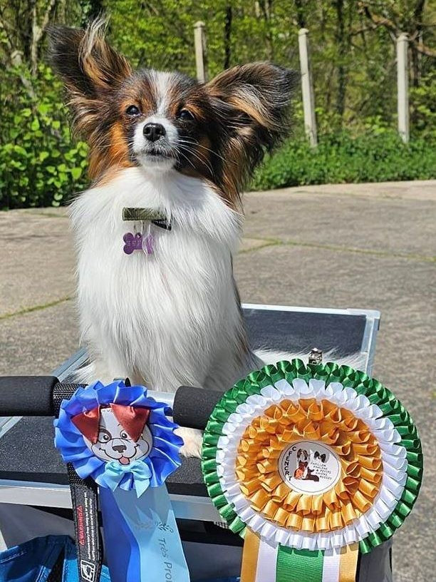 CH. ALLEGRO CON BRIO NARNIA NABUCO