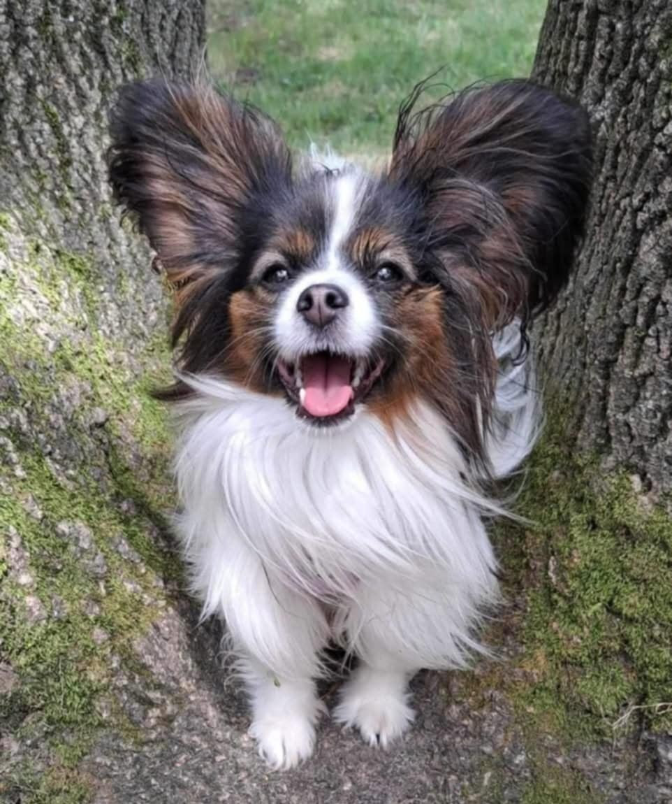 CH. Sirius Des Ailes De Balagne