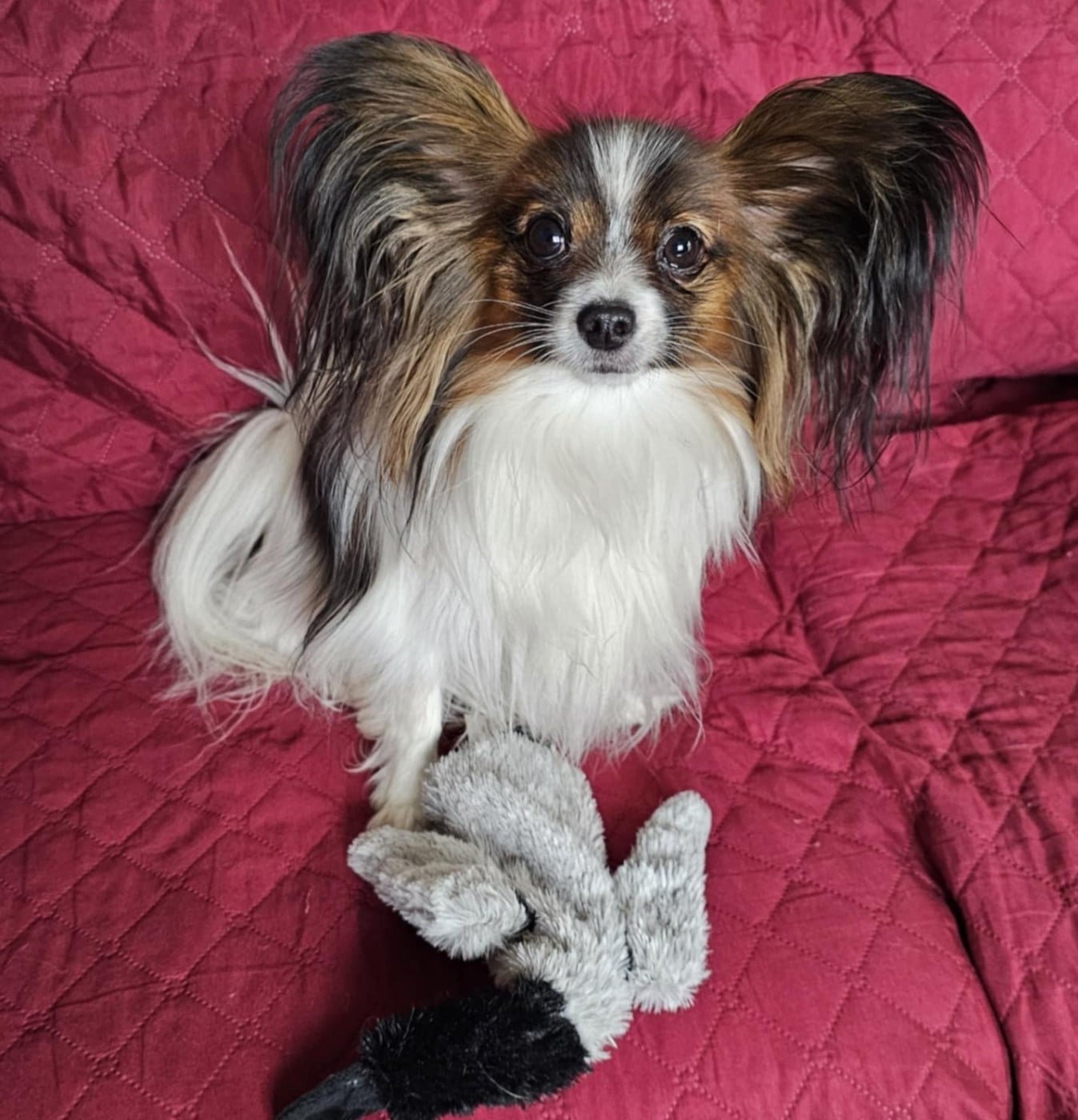 CH. ALLEGRO CON BRIO NARNIA NABUCO