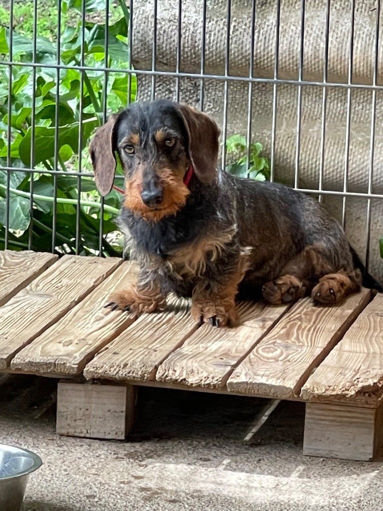 Phoénix de la source de lombren