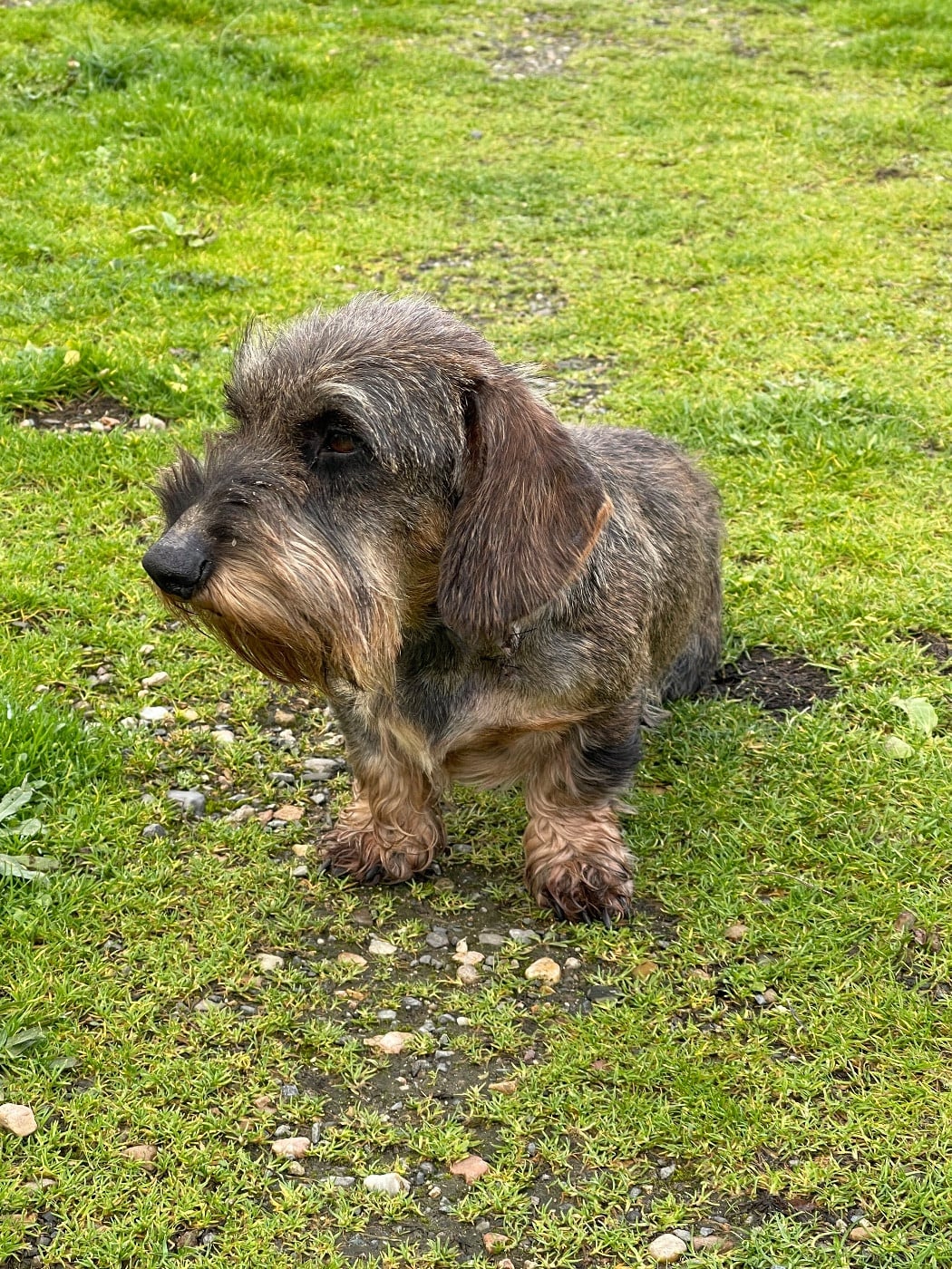 Sultan De La Lisque Del Caunil