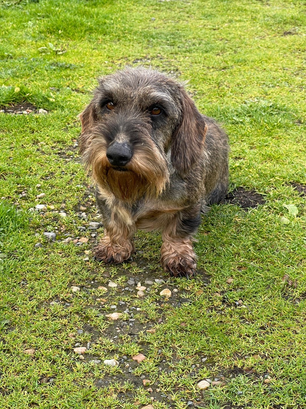 Sultan De La Lisque Del Caunil