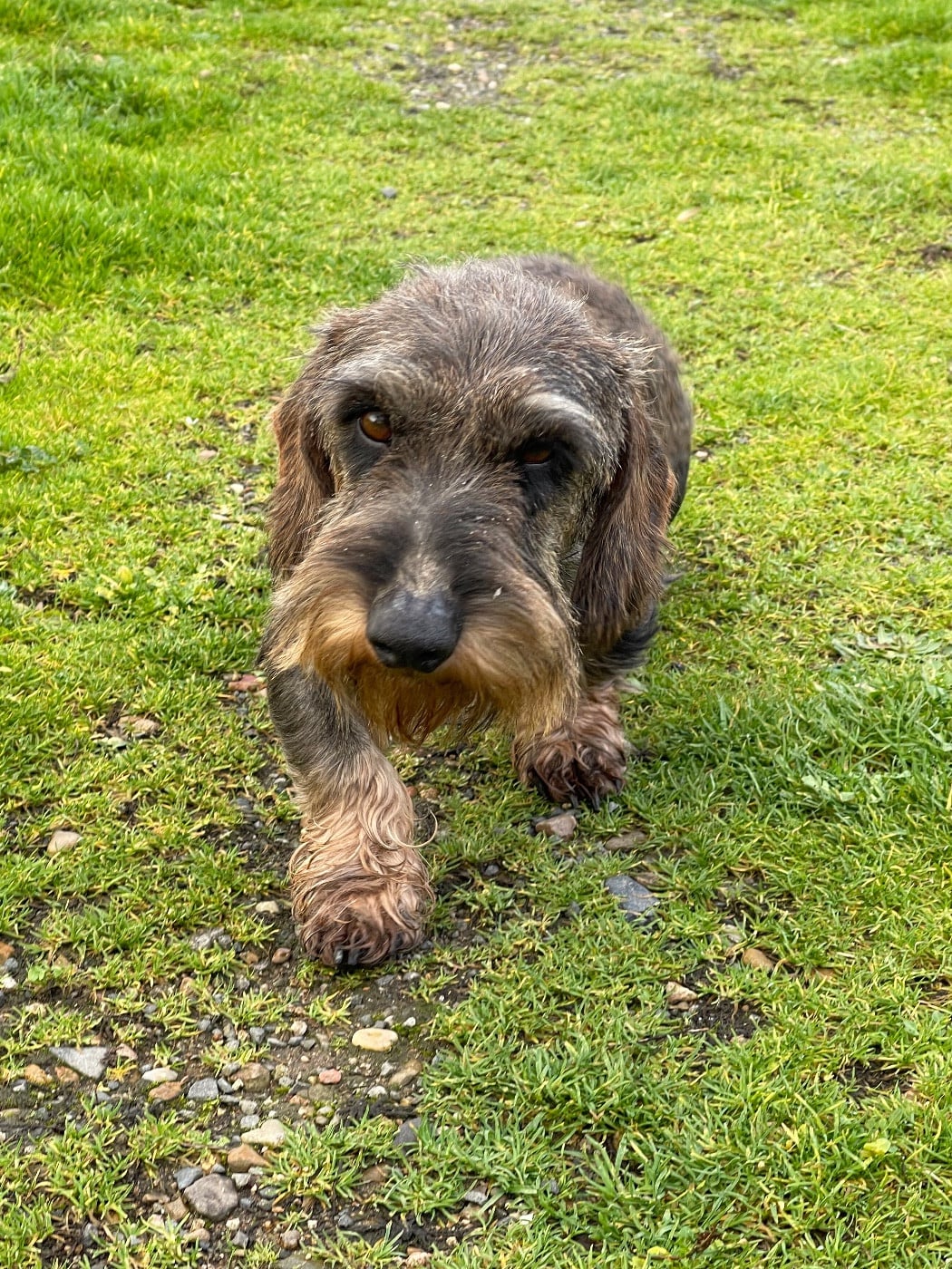 Sultan De La Lisque Del Caunil