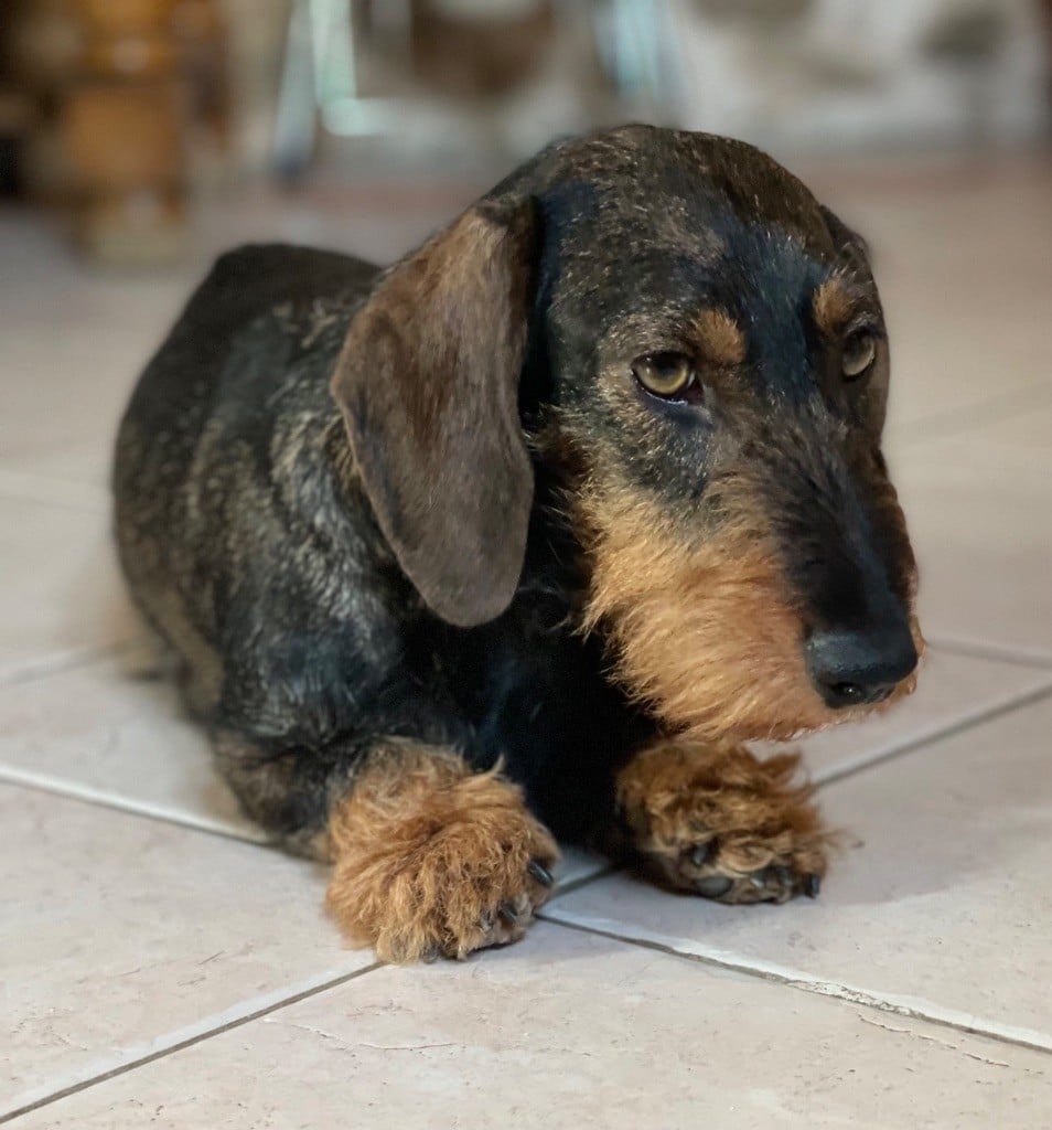 Phoénix de la source de lombren