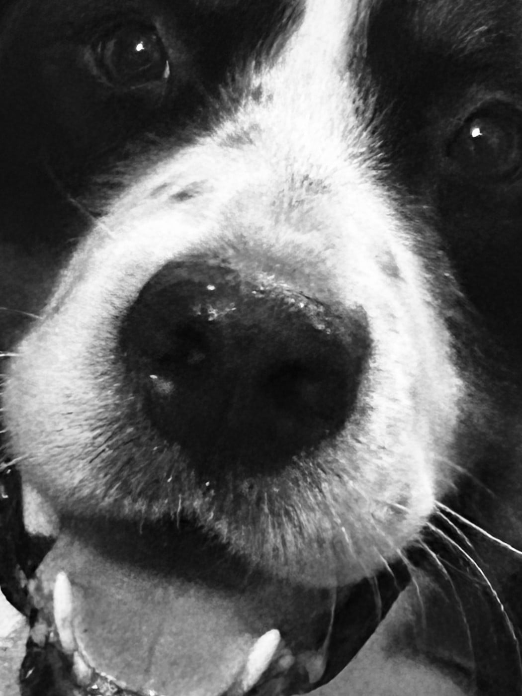 Sibelle (Sans Affixe)